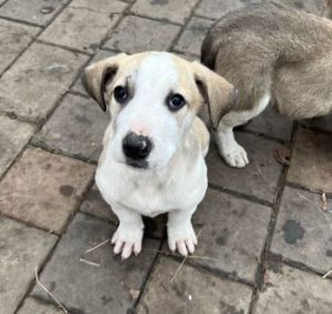 Digby a white and tan rescue dog | 1 dog at a time rescue UK