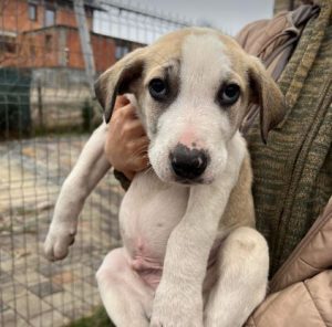 Digby a white and tan rescue dog | 1 dog at a time rescue UK