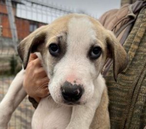 Digby a white and tan rescue dog | 1 dog at a time rescue UK