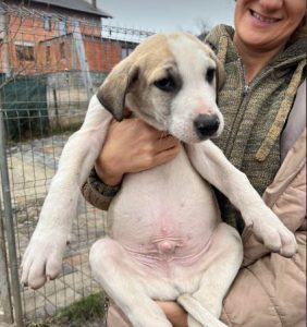 Digby a white and tan rescue dog | 1 dog at a time rescue UK