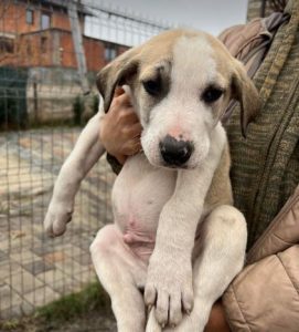 Digby a white and tan rescue dog | 1 dog at a time rescue UK