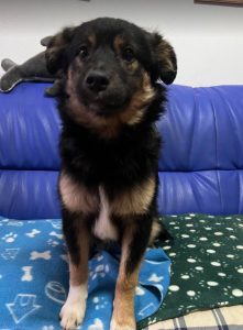 Eddie a black and tan Romanian rescue dog | 1 Dog at a Time Rescue UK