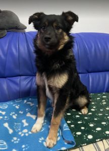 Eddie a black and tan Romanian rescue dog | 1 Dog at a Time Rescue UK