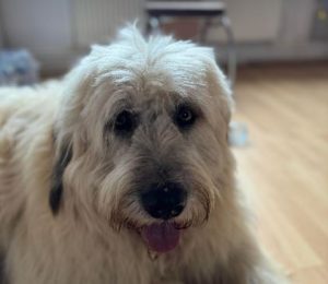 Gemma a cream rescue dog | 1 dog at a time rescue UK