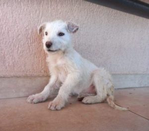 Leila a white romanian rescue dog | 1 dog at a time rescue uk