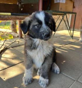 Madison a grey and white romanian rescue dog | 1 dog at a time rescue uk