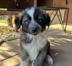 Madison a grey and white romanian rescue dog | 1 dog at a time rescue uk