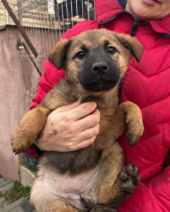 Miska a black and tan Romanian rescue dog | 1 Dog at a Time Rescue UK