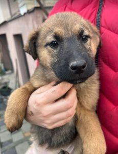 Miska a black and tan Romanian rescue dog | 1 Dog at a Time Rescue UK