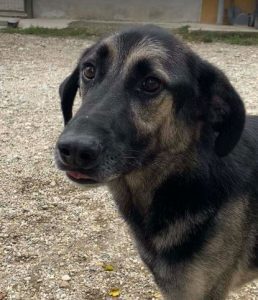 Mitchell a black and tan Romanian rescue dog | 1 Dog at a Time Rescue UK