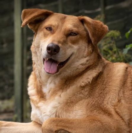 Pollyanna a tan Romanian rescue dog | 1 Dog at a Time Rescue UK