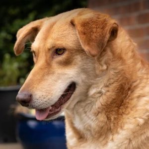 Pollyanna a tan Romanian rescue dog | 1 Dog at a Time Rescue UK