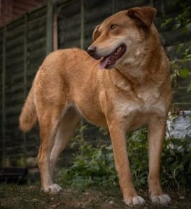 Pollyanna a tan Romanian rescue dog | 1 Dog at a Time Rescue UK