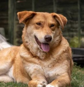 Pollyanna a tan Romanian rescue dog | 1 Dog at a Time Rescue UK