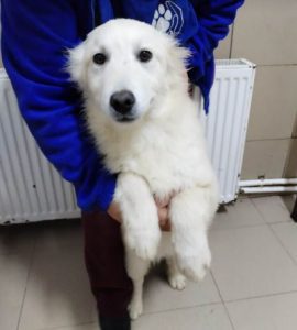 Simba a cream coloured Romanian rescue dog | 1 Dog at a Time Rescue UK