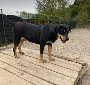 Toffee a tan and black rescue dog | 1 dog at a time rescue UK