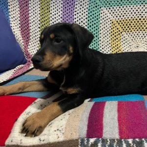 Toffee a tan and black rescue dog | 1 dog at a time rescue UK