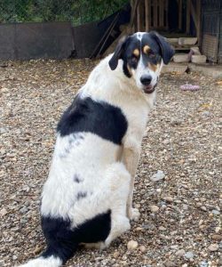 Treacle a black and white rescue dog | 1 dog at a time rescue UK