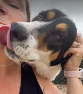 Treacle a black and white rescue dog | 1 dog at a time rescue UK