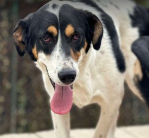 Treacle a black and white rescue dog | 1 dog at a time rescue UK