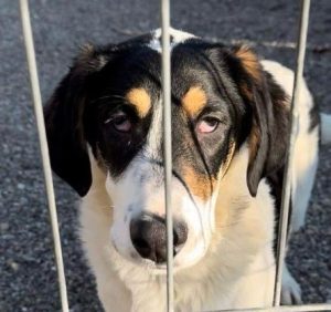 Treacle a black and white rescue dog | 1 dog at a time rescue UK