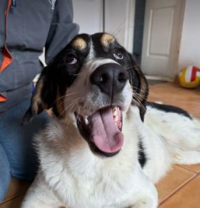 Treacle a black and white rescue dog | 1 dog at a time rescue UK