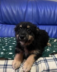 Woody a black and tan Romanian rescue dog | 1 Dog at a Time Rescue UK