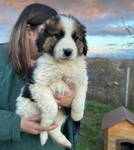 Amos a brown and white rescue dog | 1 dog at a time rescue UK