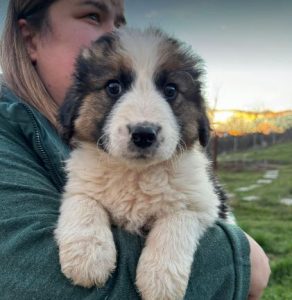 Amos a brown and white rescue dog | 1 dog at a time rescue UK