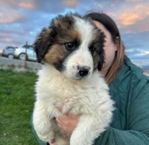 Amos a brown and white rescue dog | 1 dog at a time rescue UK