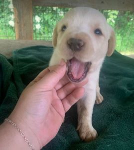 Brody a cream romanian rescue dog | 1 dog at a time rescue uk