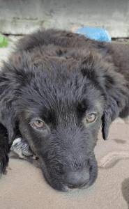 Demi a black Romanian rescue dog | 1 Dog at a Time Rescue UK