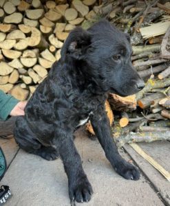 Forest a black rescue dog | 1 dog at a time rescue UK