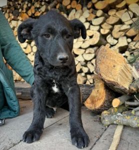 Forest a black rescue dog | 1 dog at a time rescue UK