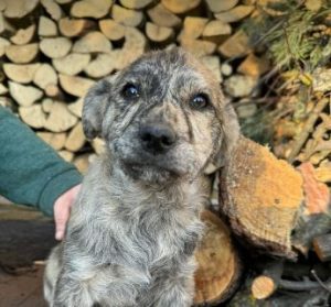 Frodo a brindle rescue dog | 1 dog at a time rescue UK