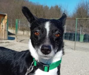 Ginnie a black and white rescue dog | 1 dog at a time rescue UK