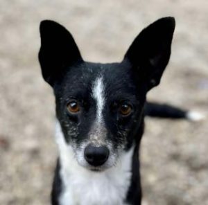 Ginnie a black and white rescue dog | 1 dog at a time rescue UK