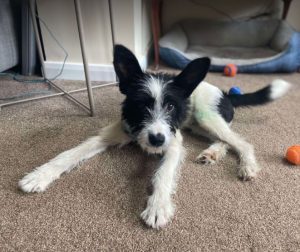 Jamie a black and white rescue dog | 1 dog at a time rescue UK