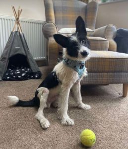 Jamie a black and white rescue dog | 1 dog at a time rescue UK