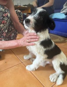 Jamie a black and white rescue dog | 1 dog at a time rescue UK