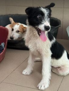 Jamie a black and white rescue dog | 1 dog at a time rescue UK