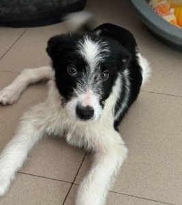 Jamie a black and white rescue dog | 1 dog at a time rescue UK