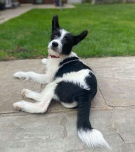 Jamie a black and white rescue dog | 1 dog at a time rescue UK