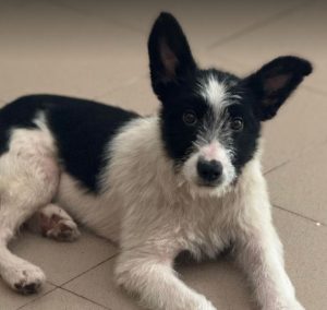 Jamie a black and white rescue dog | 1 dog at a time rescue UK