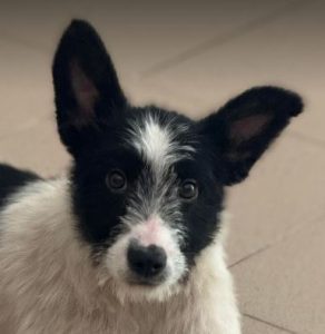 Jamie a black and white rescue dog | 1 dog at a time rescue UK