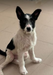 Jamie a black and white rescue dog | 1 dog at a time rescue UK