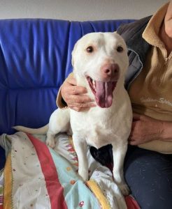 Joey a white Romanian rescue puppy | 1 Dog at a Time Rescue UK