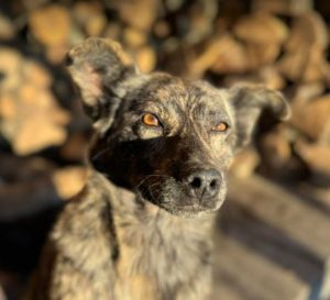 Katie a brindle rescue dog | 1 dog at a time rescue UK