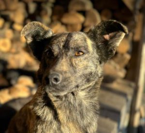 Katie a brindle rescue dog | 1 dog at a time rescue UK