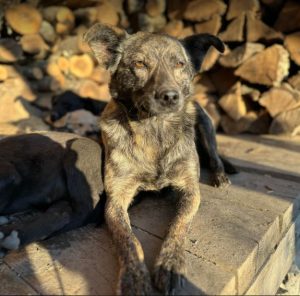 Katie a brindle rescue dog | 1 dog at a time rescue UK